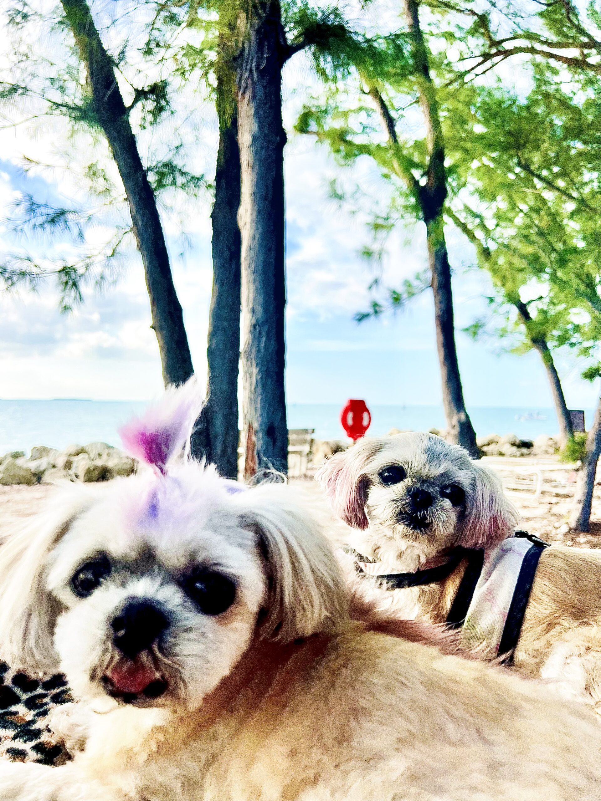 Winnie & Perry at Fort Zach